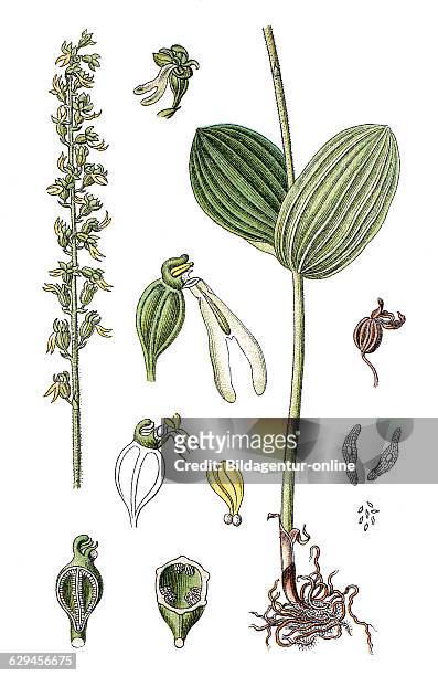 Common twayblade, listera ovata