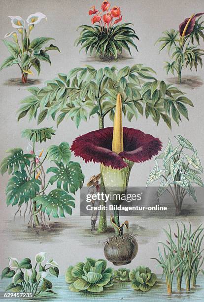 Araceae or the arum family, 1. Anthurium, 2. Zantedeschia, 3. Dracunculus, 4. Monstera, 5. Caladium, 6. Amorphophallus, 7. Calla, 8. Pistia, 9. Sweet...