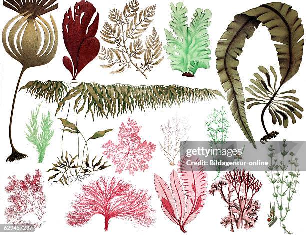 Algae, 1. Hijiki , 2. Leaf algae, 3. Dabberlocks or winged kelp , 4. Florideae , 5. Red algae , 6. Coral weed , 7. Ceramium , 8. Tube seaweed, 9....