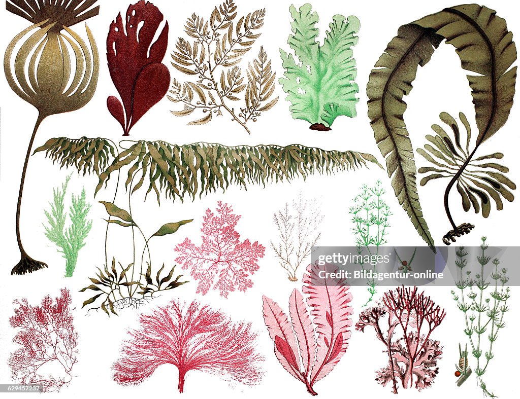 Algae