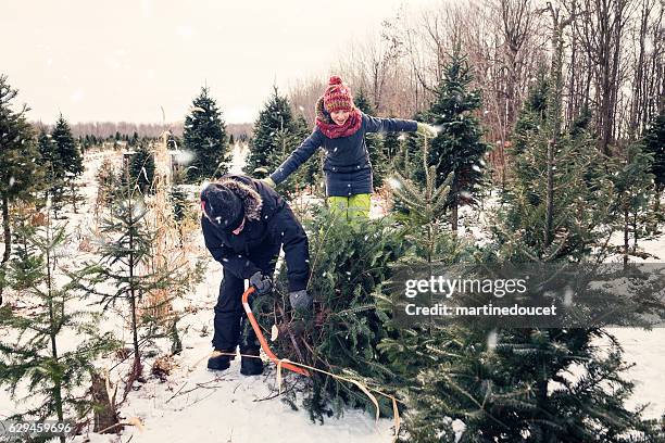 dad cutting perfect christmas tree with helping daughter outdoors winter. - ent stockfoto's en -beelden