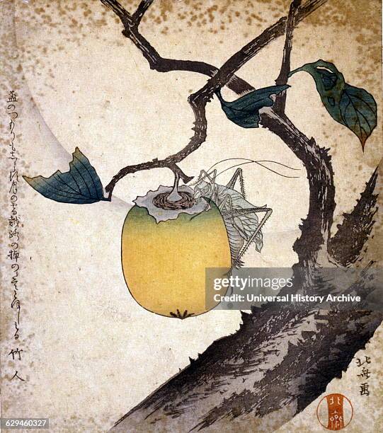 Grasshopper eating a persimmon by Hokusai Katsushika . Print, woodcut, colour, shows a grasshopper eating a persimmon, hanging on a tree limb.