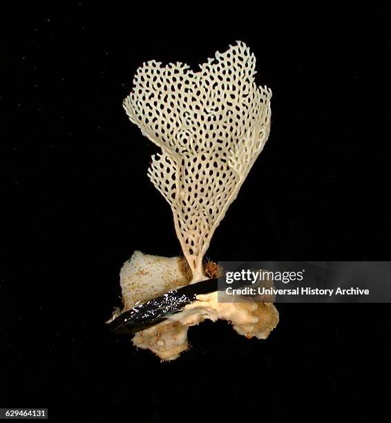 Two sponges attached to a piece of manganese phosphorite rock. Dated 2005.