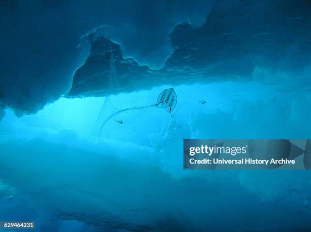 The Arctic comb jelly fishing for food under Arctic ice. Photographed by Elisabeth Calvert. Dated 2005.