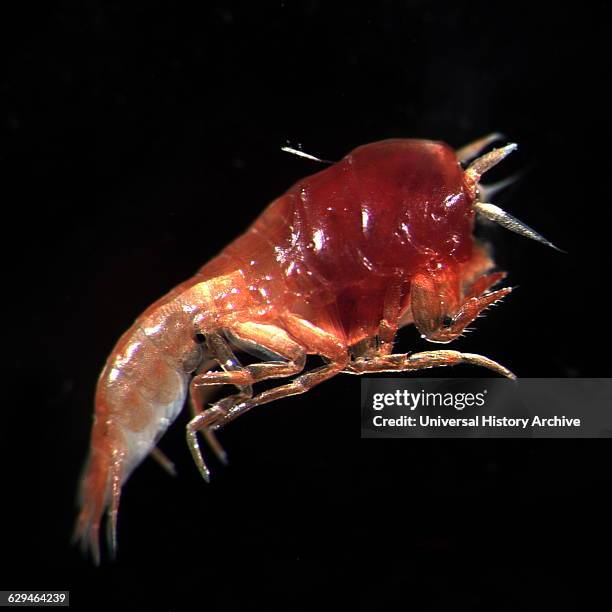 Commensal amphipod. Alaska, Beaufort, North of Point Barrow. Photographed by Russ Hopcroft. Dated 2005.