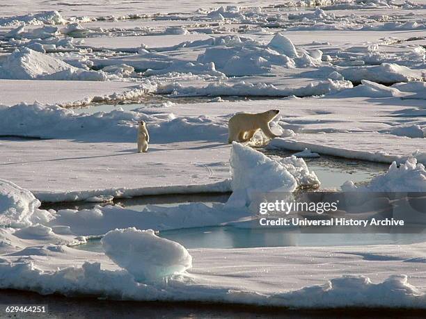 Female polar bear and young cub looking toward the Healy. Alaska, Beaufort Sea, North of Point Barrow. Photographed by Kelley Elliott. Dated 2005.