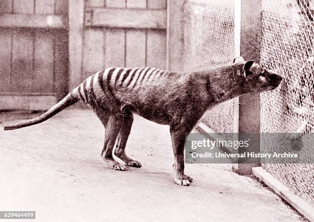 Now extinct, Tasmanian Tiger in Hobart Zoo Tasmania;Australia. 1933.