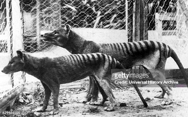 Now extinct, Tasmanian Tiger in Hobart Zoo Tasmania;Australia. 1933.