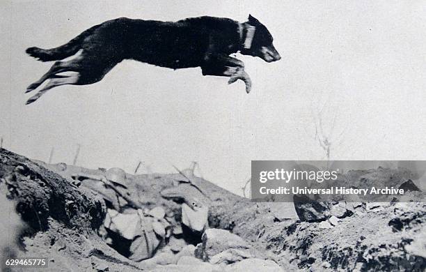 German army dog jumps across a trench in France carrying a message between outposts.