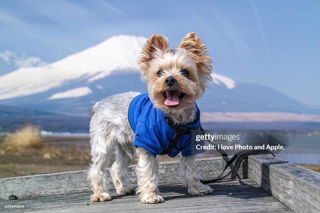 Souvenir picture backed by Mount Fuji