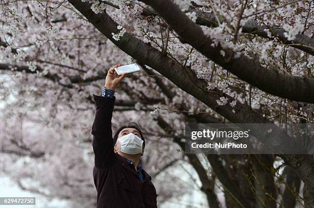 Man takes a picture of cherry blossoms in full bloom in Tokyo April 2, 2016.