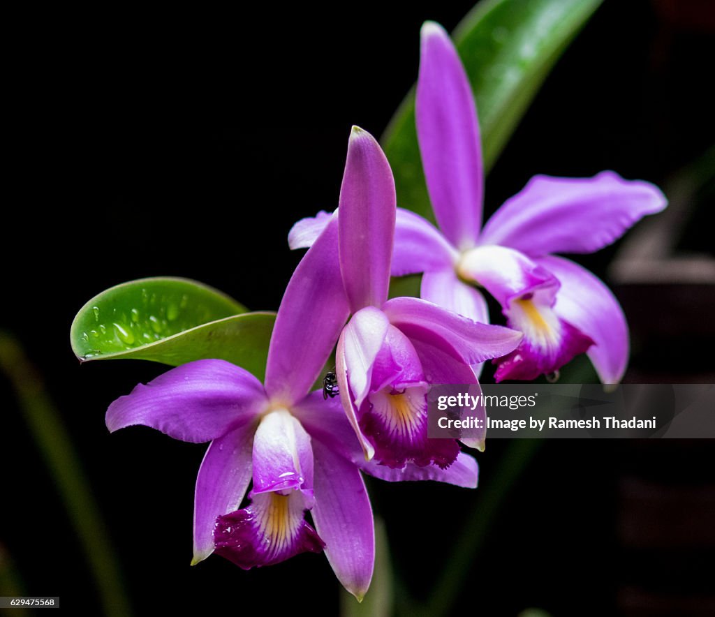 Amazon Orchid - Cattleya eldorado