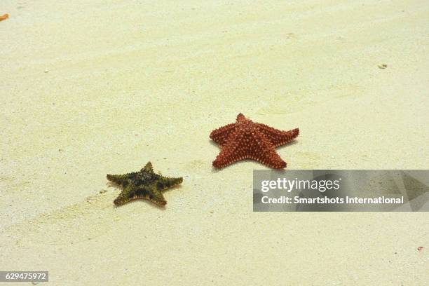 two red cushion sea stars (oreaster reticulatus) stranded on white sand beach in cayo santa maria, cuba - cayo santa maria stock-fotos und bilder