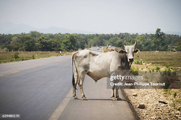 Cow In Road 150 Cows Crossing Road Stock Photos, High-Res Pictures, and Images ...