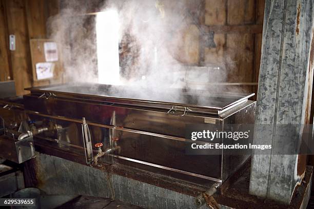 Wood burning evaporator with steaming sap for Maple syrup production in a sugar shack.