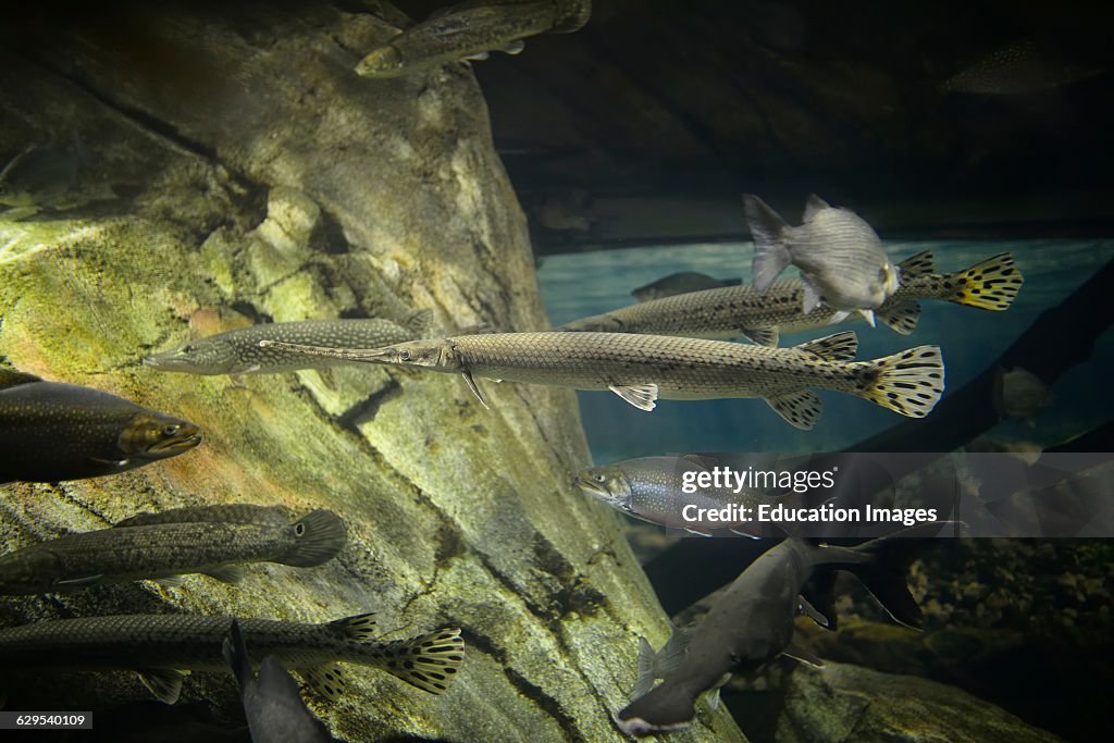 Fish of the Great Lakes including the longnose gar in an aquarium