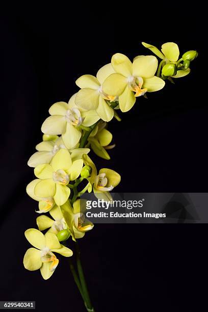 Yellow Phalaenopsis Taida Smile Little Green Moth orchid hybrid flower on black background.