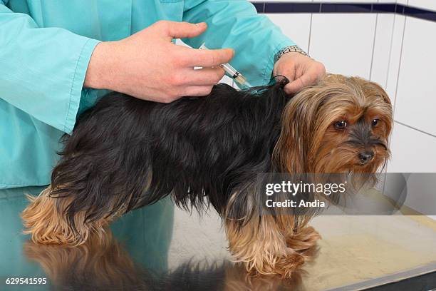 Veterinarian auscultating a dog .