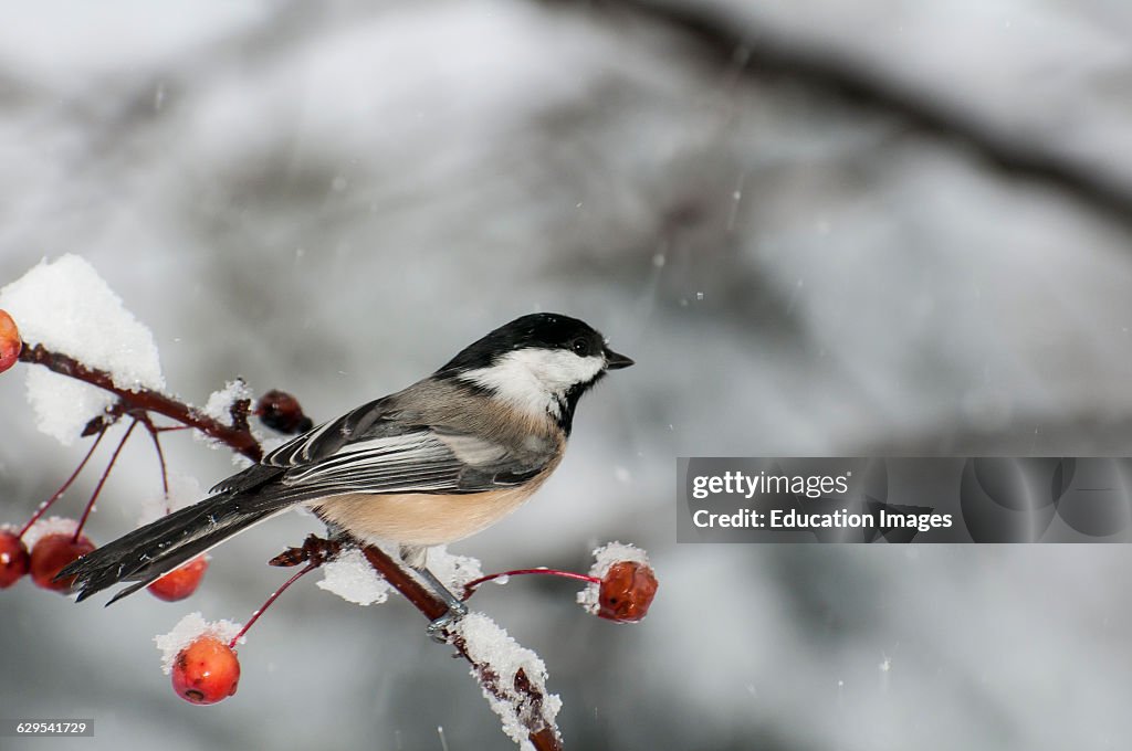 Black-capped Chickadee, perched on a berry branch in the winter