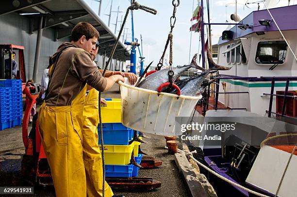 Unloading Fish Unloading Tuna Photos and Premium High Res Pictures - Getty Images