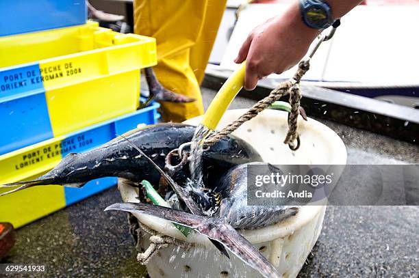 Unloading Fish Unloading Tuna Photos and Premium High Res Pictures - Getty Images