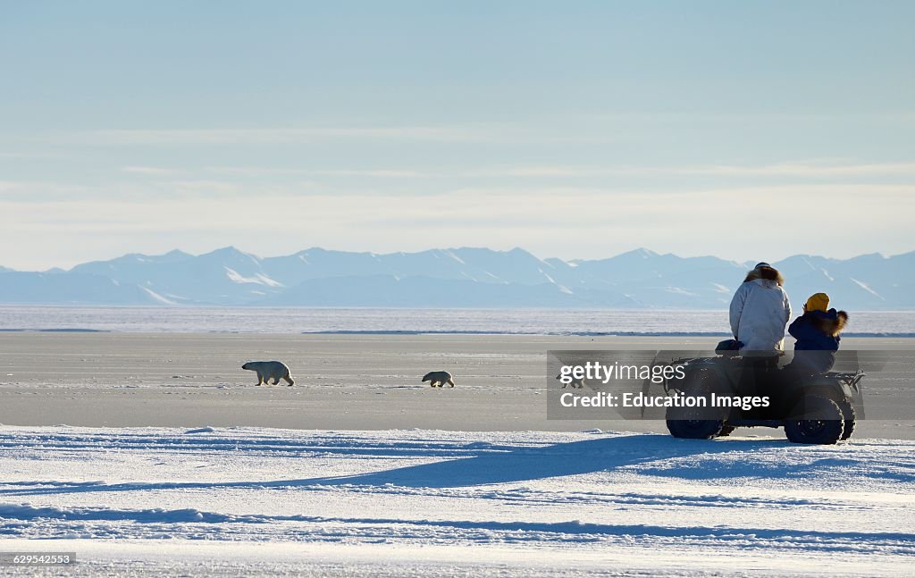 Visitors on an all terrain vehicle watching polar bear sow and cubs on Barter Island