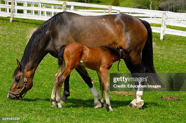 Week old male foal suckling on Dam grazing fresh grass in a paddock in Spring.