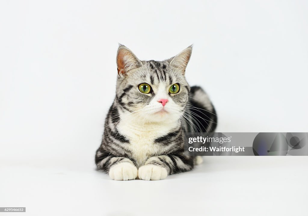 Silver-spotted tabby Cat with white background