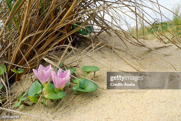 Seashore false bindweed or beach morning glory .