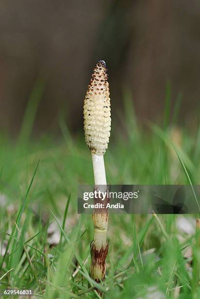 Field Horsetail or Common Horsetail.