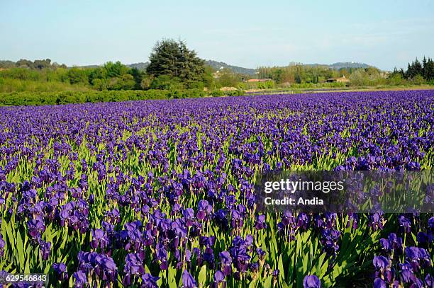 Iris cultivation in the area of Grasse . Iris roots are used in perfumery.