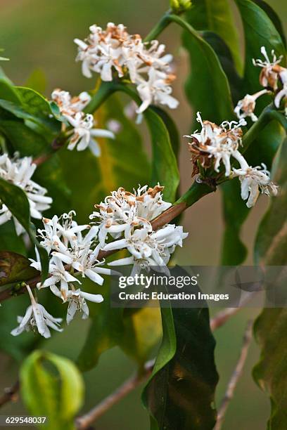 Coffee Plants In Bloom On The Bolaven Plateau Near Pakse, Southern, Laos.