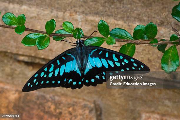 Blue And Black Butterfly On The Bolaven Plateau Near Pakse, Southern, Laos.