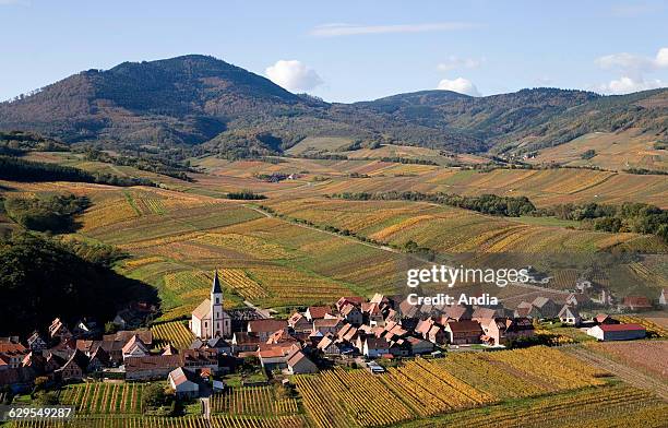 Aerial view over the Alsace region in the Bas-Rhin department. Village in the middle of vines between Dambach la Ville and Barr.