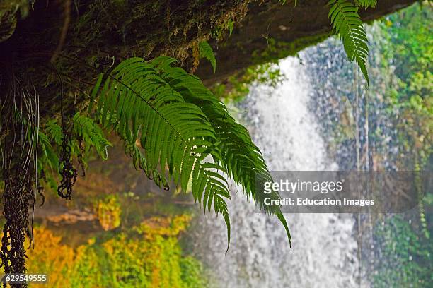 Ferns Grow Under The Champee Waterfall Located On The Bolaven Plateau Near Pakse, Southern, Laos.