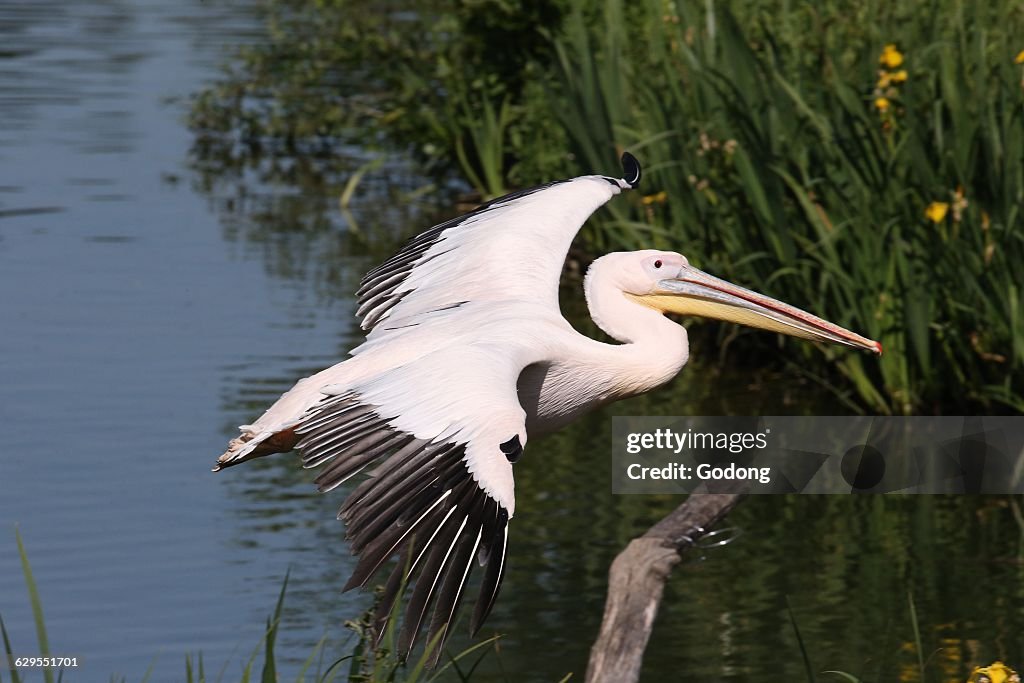 Ornithological park ( Parc des Oiseaux de Villards-les-Dombes). Eastern white pelican ( Pelecanus onocrotalus ).