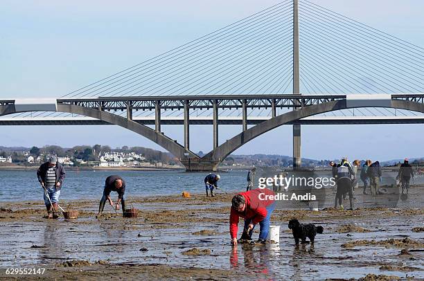 Plougastel-Daoulas . . Spring tide in the natural harbour of Brest. Shellfish gatherers on the shore of Keralliou and bridges across the Elorn river..