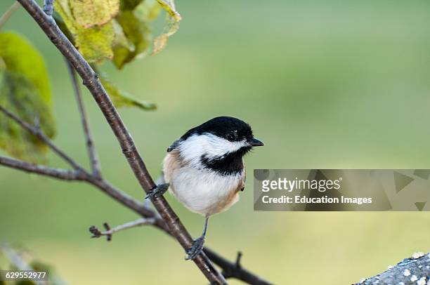 Vadnais Heights, Minnesota. Black-capped Chickadee, Poecile atricapillus perched on a tree branch.