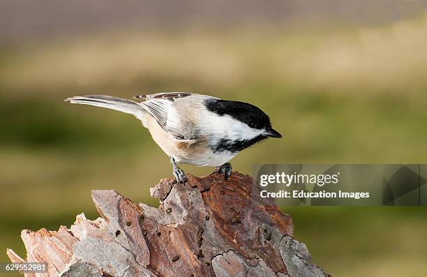 Vadnais Heights, Minnesota. Black-capped Chickadee, Poecile atricapillus perched on a wood stump.