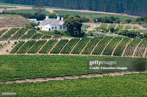 Vines & vineyards on the Hemel en Aarde route near Hermanus Western Cape South Africa.