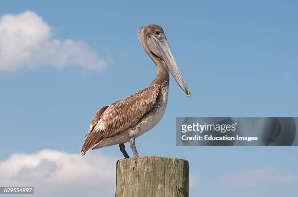 Brown Pelican pelecanus occidentalis on the Apalachicola River northwest Florida USA.