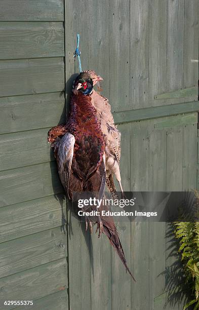 Brace of Pheasant hanging awaiting the plucking of feathers process.