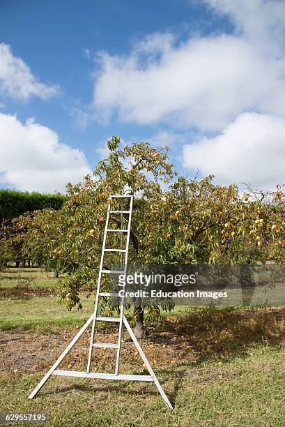 Peach trees laden with fruit and a metal ladder.