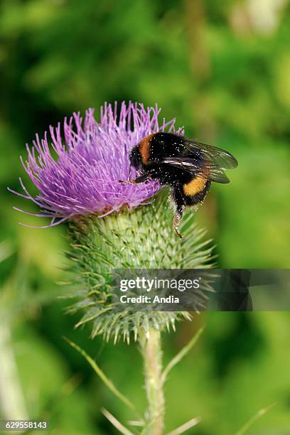 Carda Bee 150 Common Carder Bee Stock Photos, High-Res Pictures, and Images ...