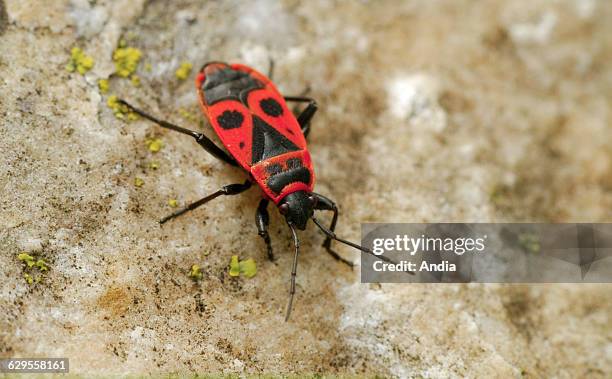180 Firebug Insect Stock Photos, High-Res Pictures, and Images - Getty ...