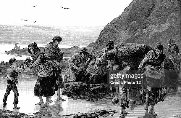 Collecting limpets and seaweed for food in west of Ireland. Failure of the potato crop in previous year had made condition of these people desparate....