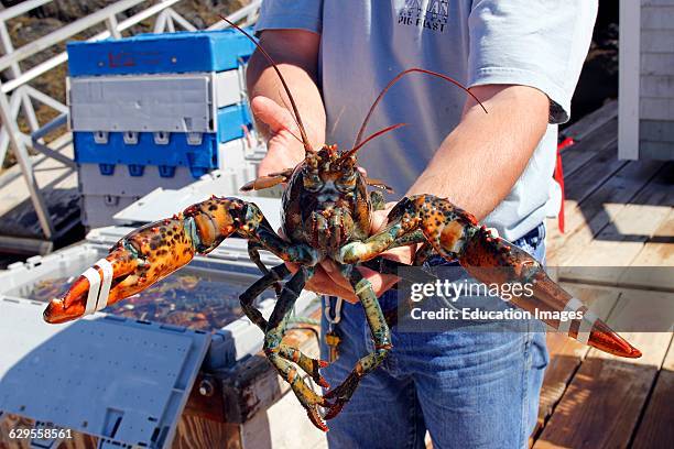 Lobster fisherman holds his catch at harbor Vinalhaven Island Maine New England USA.