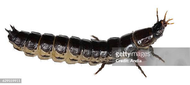 Rove beetle, photo that can be cut out..