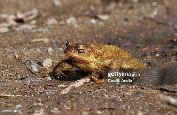 Common toad or European toad .