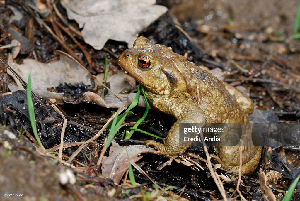 Common toad or European toad